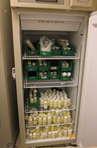 The bottom 3 shelves of this NICU freezer are filled with Megan's milk.