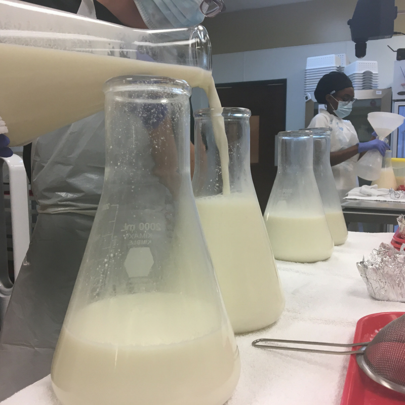 Lab technician pouring breastmilk into flask